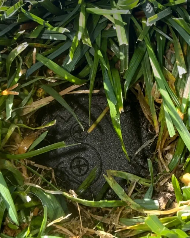 A sprinkler head sunk below the turf, with grass grown over it