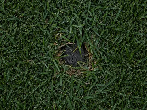 A sprinkler head sunk below the turf, with grass closing over its cap